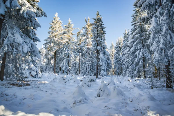 Een Winters Bos Vroeg Ochtend — Stockfoto