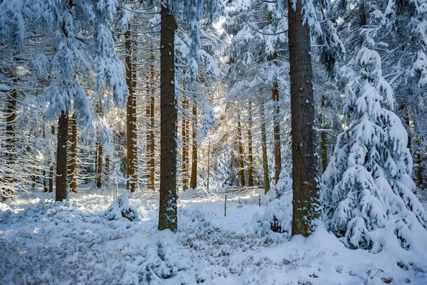 Une Forêt Hivernale Tôt Matin — Photo