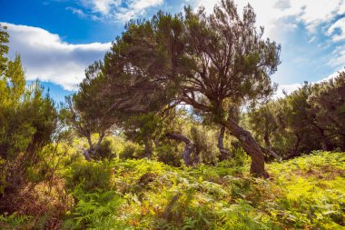 Portekiz 'in Madeira Adası Fanal platosundaki Laurel ağacı