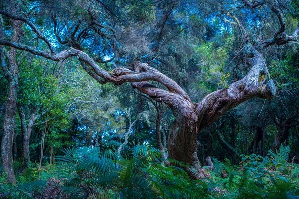 Laurel Drzewa Lesie Fanal Wyspie Madera Portugalia — Zdjęcie stockowe