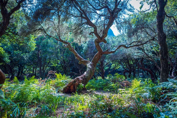 Laurel Tree Fanal Forest Madeira Island Portugal — Stock Photo, Image