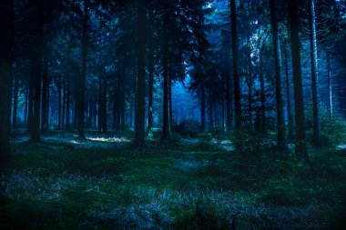 gece sahne sonbahar ormanda: thuringia, Almanya