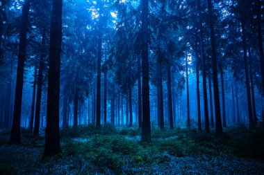gece sahne sonbahar ormanda: thuringia, Almanya