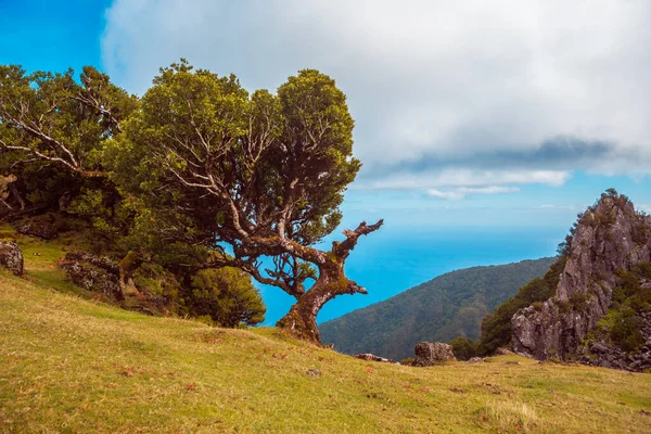 Árvore Laurel Planalto Fanal Ilha Madeira Portugal — Fotografia de Stock