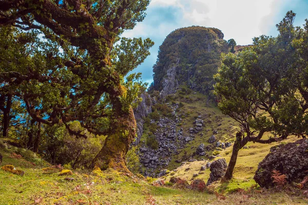 Árvore Laurel Planalto Fanal Ilha Madeira Portugal — Fotografia de Stock