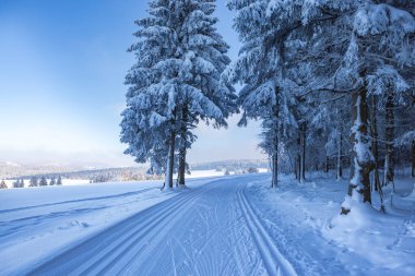 Almanya'da Kayak izi ile kış orman