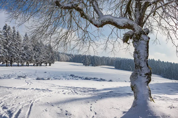 Wintry Forest Skiing Trail Germany — Stock Photo, Image