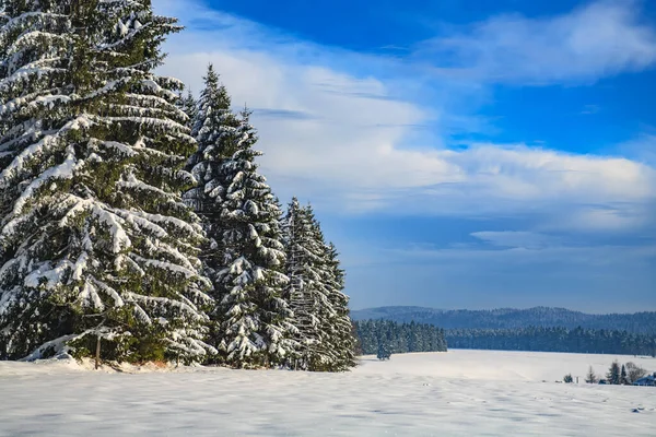 Winterbos Onder Nieuwe Sneeuw Duitsland — Stockfoto