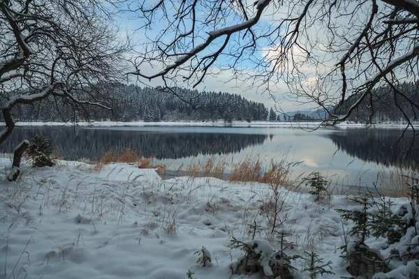 Winter Forest Lake Early Morning — Stock Photo, Image