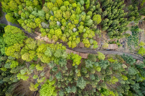 Air view of a mixed forest in Bavaria, Germany