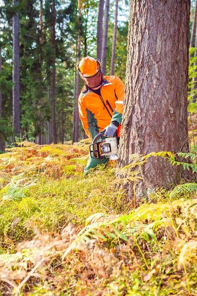 Woodcutter Work Forest — Stock Photo, Image