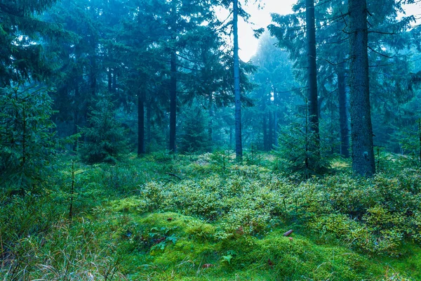 Evergreen Forest Early Morning — Stock Photo, Image