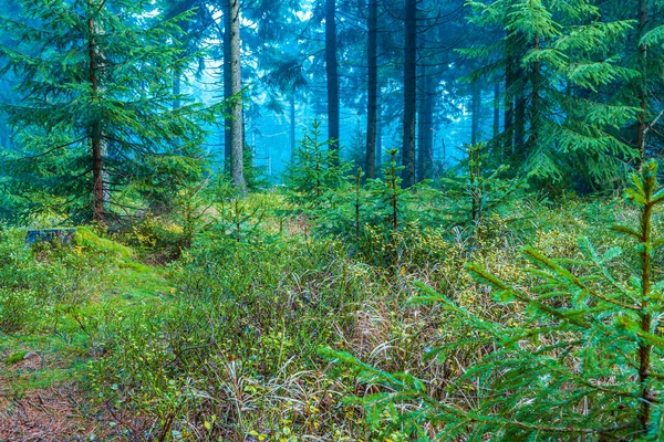 Evergreen Forest Early Morning — Stock Photo, Image