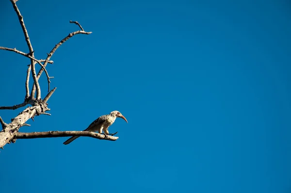 나뭇가지에 있는 새 — 스톡 사진