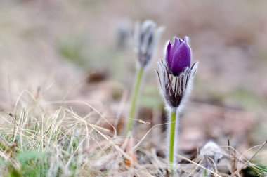 pasque-çiçek burgeon