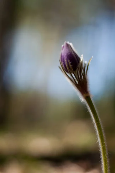 Μπουμπούνας της pasque-λουλούδι — Φωτογραφία Αρχείου