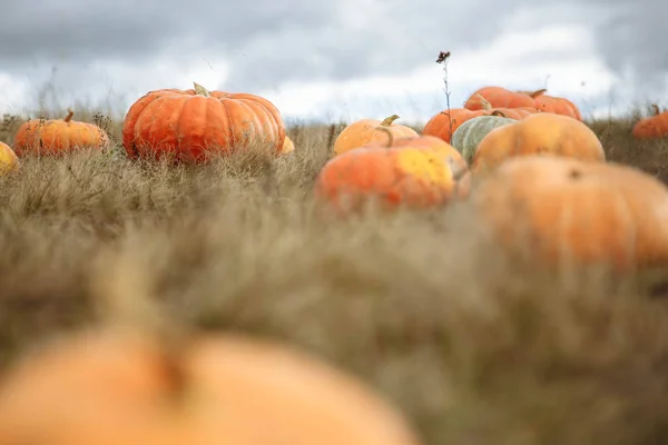 Zucche arancioni variopinte in un campo. Focus selettivo da vicino con sfocatura dello sfondo. Sfondo per la stagione autunnale e Halloween — Foto Stock