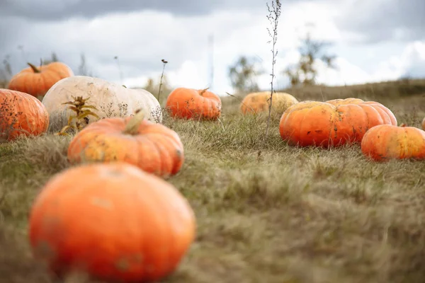 Campo de abóboras numa quinta rural. Paisagem de outono . — Fotografia de Stock