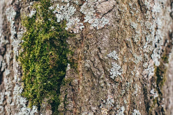 yaşlı bir ağaç kabuğu dokusu
