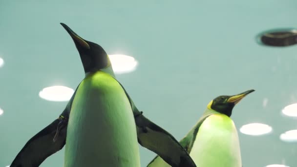Detailní Záběr Dvou Tučňáků Zoo — Stock video