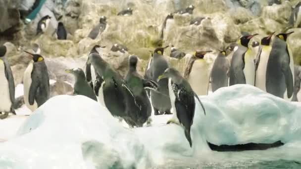 Groupe de pingouins sautant hors de l'eau 
