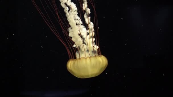 Zbliżenie Fluorescencyjne Świecące Meduzy Pływanie Ciemnym Tle — Wideo stockowe