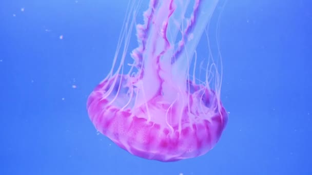 Zbliżenie Fluorescencyjne Różowa Meduza Pływanie Niebieskim Tle — Wideo stockowe