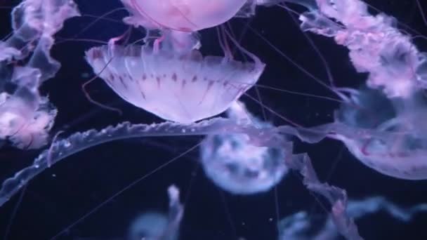 Grupa Jellyfish Świecące Pływające Ciemnym Tle — Wideo stockowe