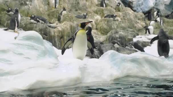Skupina Tučňáků Mezi Sněhem Příroda Wild — Stock video