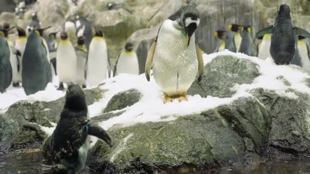 Группа Пингвинов Среди Снега Дикая Природа — стоковое видео