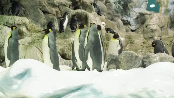 Grupo Pinguins Caminhando Neve — Vídeo de Stock