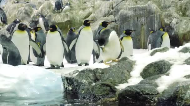 Grupo Pingüinos Entre Nieve Naturaleza Salvaje — Vídeo de stock