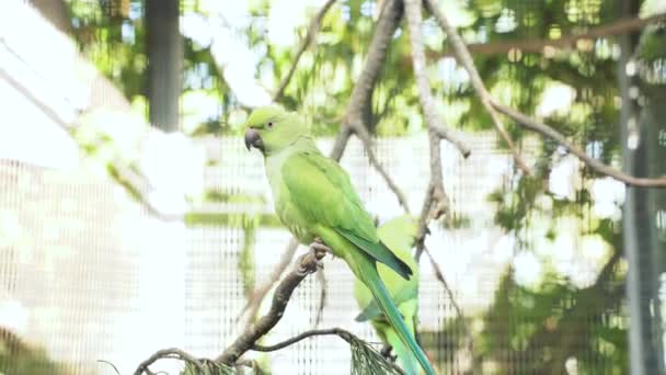 Ζευγάρι Όμορφων Πράσινων Παπαγάλων Που Κάθονται Ένα Κλαδί Μια Ηλιόλουστη — Αρχείο Βίντεο