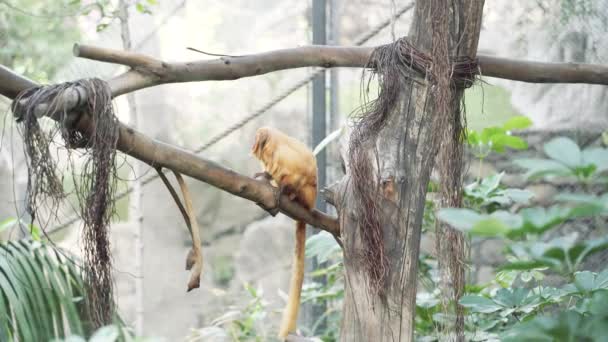 Tamarin Leão Dourado Sentado Galho Selva Leontopithecus Rosalia — Vídeo de Stock
