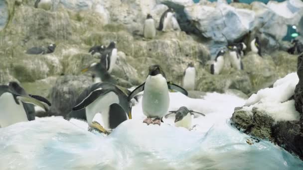 Grupo Pingüinos Entre Nieve Naturaleza Salvaje — Vídeos de Stock