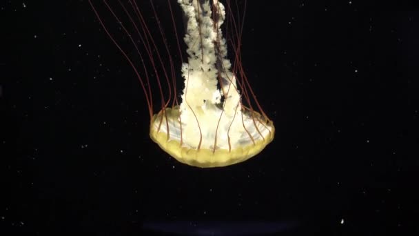 Zbliżenie Fluorescencyjne Świecące Meduzy Pływanie Ciemnym Tle — Wideo stockowe