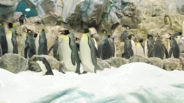 Famille de pingouins avec petit poussin marchant dans la neige 