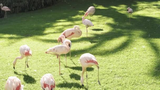 Group Pink Flamingos Walking Green Grass — Stock Video