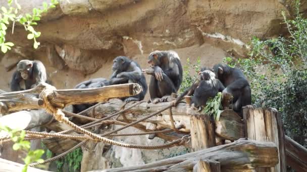 Familia Monos Sentados Postes Madera Día Soleado — Vídeo de stock