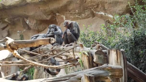 Apenfamilie Zittend Houten Palen Een Zonnige Dag — Stockvideo