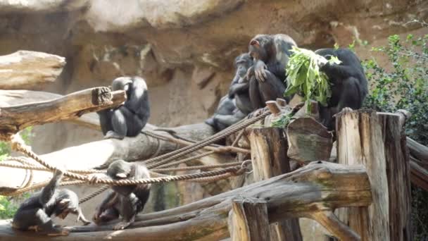 Familia Monos Sentados Postes Madera Día Soleado — Vídeos de Stock