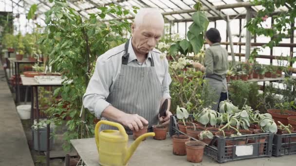 Ein Älterer Männlicher Bauer Pflanzt Neue Pflanzen Einem Gewächshaus Das — Stockvideo