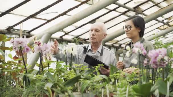 一群现代园艺家讨论在温室里照料兰花 — 图库视频影像