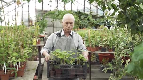 温室に植物の箱を持っているエプロンの老人 — ストック動画