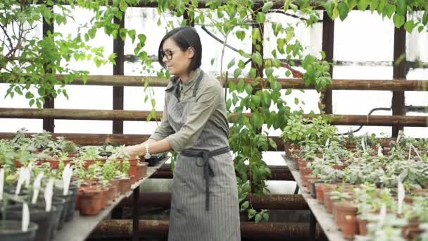 温室内の植物のポットを均一にチェックし 再配置する女性庭師 — ストック動画