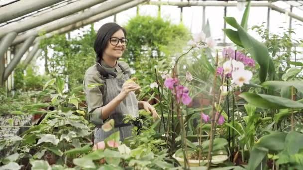 穿着制服的女园丁向温室里的花卉和植物喷洒水 — 图库视频影像
