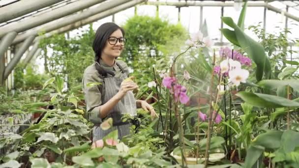 Kvinnlig Trädgårdsmästare Enhetligt Sprutvatten Blommor Och Växter Ett Växthus — Stockvideo