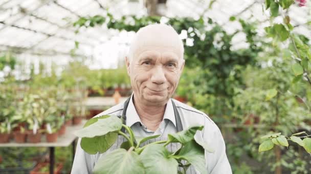 Portret Starszego Ogrodnika Trzymającego Garnek Rośliną Szklarni Koncepcja Ogrodnictwa Rolnictwa — Wideo stockowe