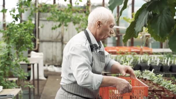 Hombre Mayor Jardinero Uniforme Comprobando Elección Las Mejores Plantas Ponerlas — Vídeo de stock