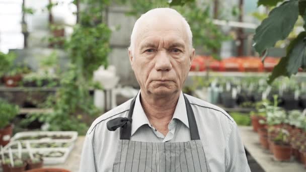 Retrato Jardineiro Idoso Sorrindo Olhando Para Câmera Uma Estufa — Vídeo de Stock